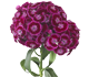گل قرنفل ویسانا